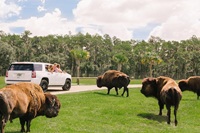 Sightseeing Tours